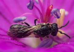 Hylaeus communis