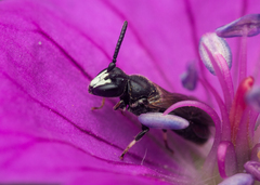 Hylaeus communis