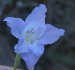 Gladiolus mutabilis