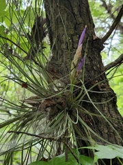 Tillandsia bartramii