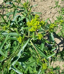 Brassica elongata