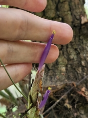 Tillandsia bartramii