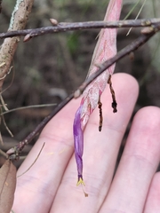Tillandsia bartramii