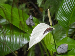 Spathiphyllum cannifolium