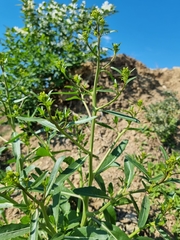 Brassica elongata