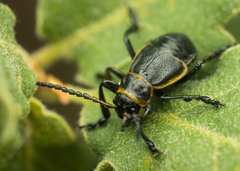 Arima marginata