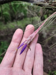 Tillandsia bartramii