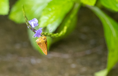 Xanthoneura telesinus