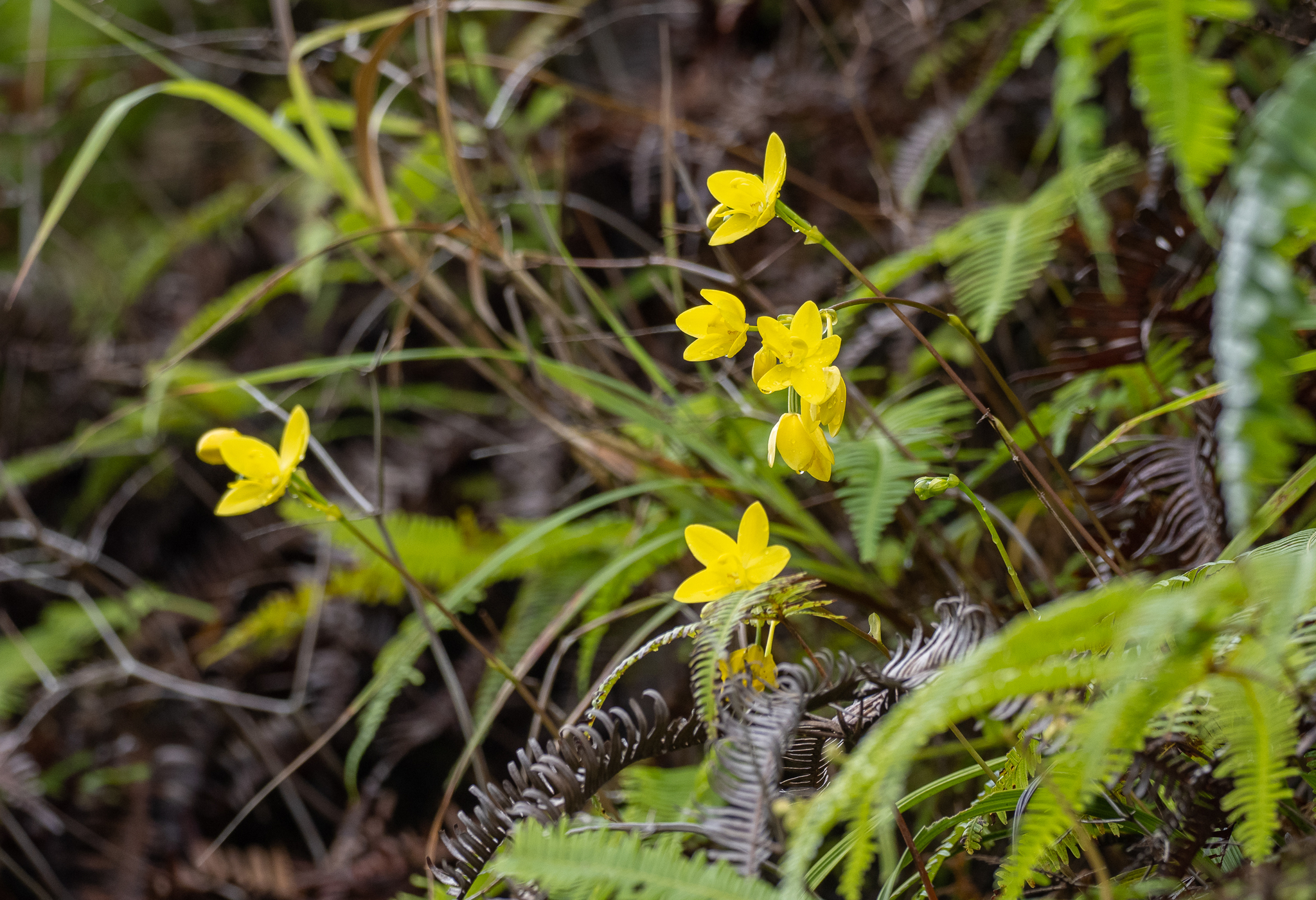 Spathoglottis elmeri