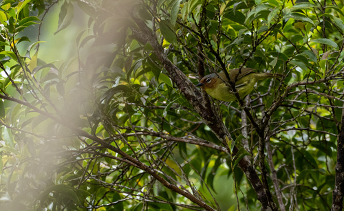 Chestnut-faced Babbler (Zosterornis whiteheadi), photo 7