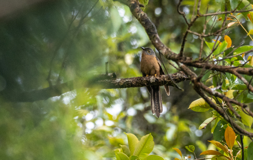 Sunda Brush Cuckoo (Cacomantis sepulcralis), photo 7