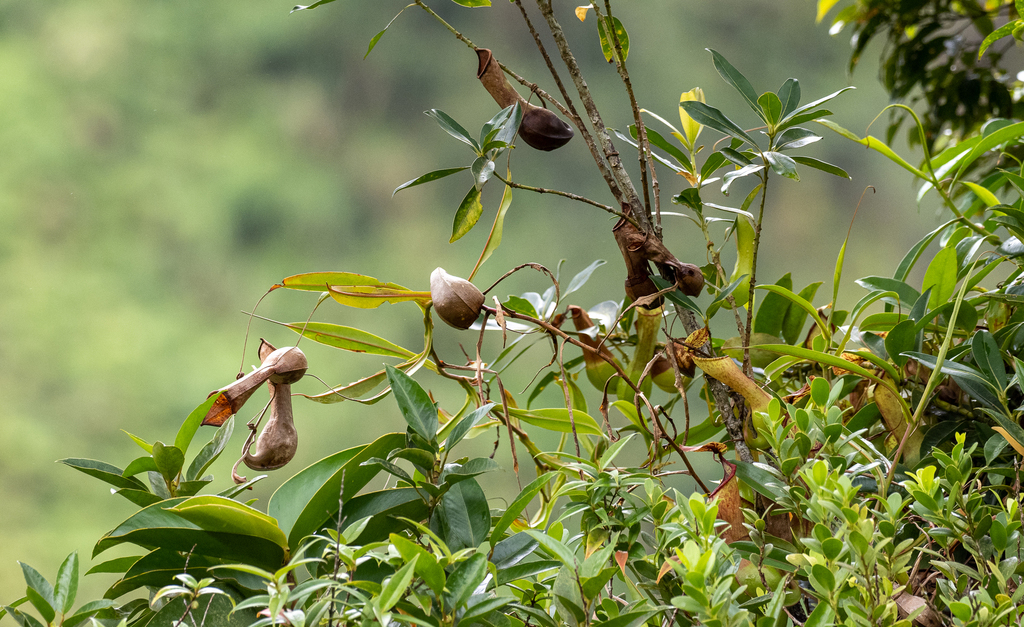 Nepenthes graciliflora, Sorsogon City, Sorsogon, Philippines