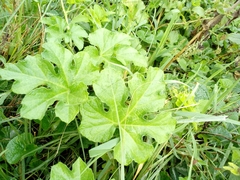 Alcea rosea
