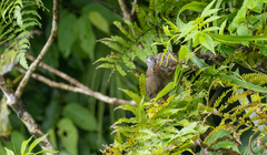 Phapitreron leucotis