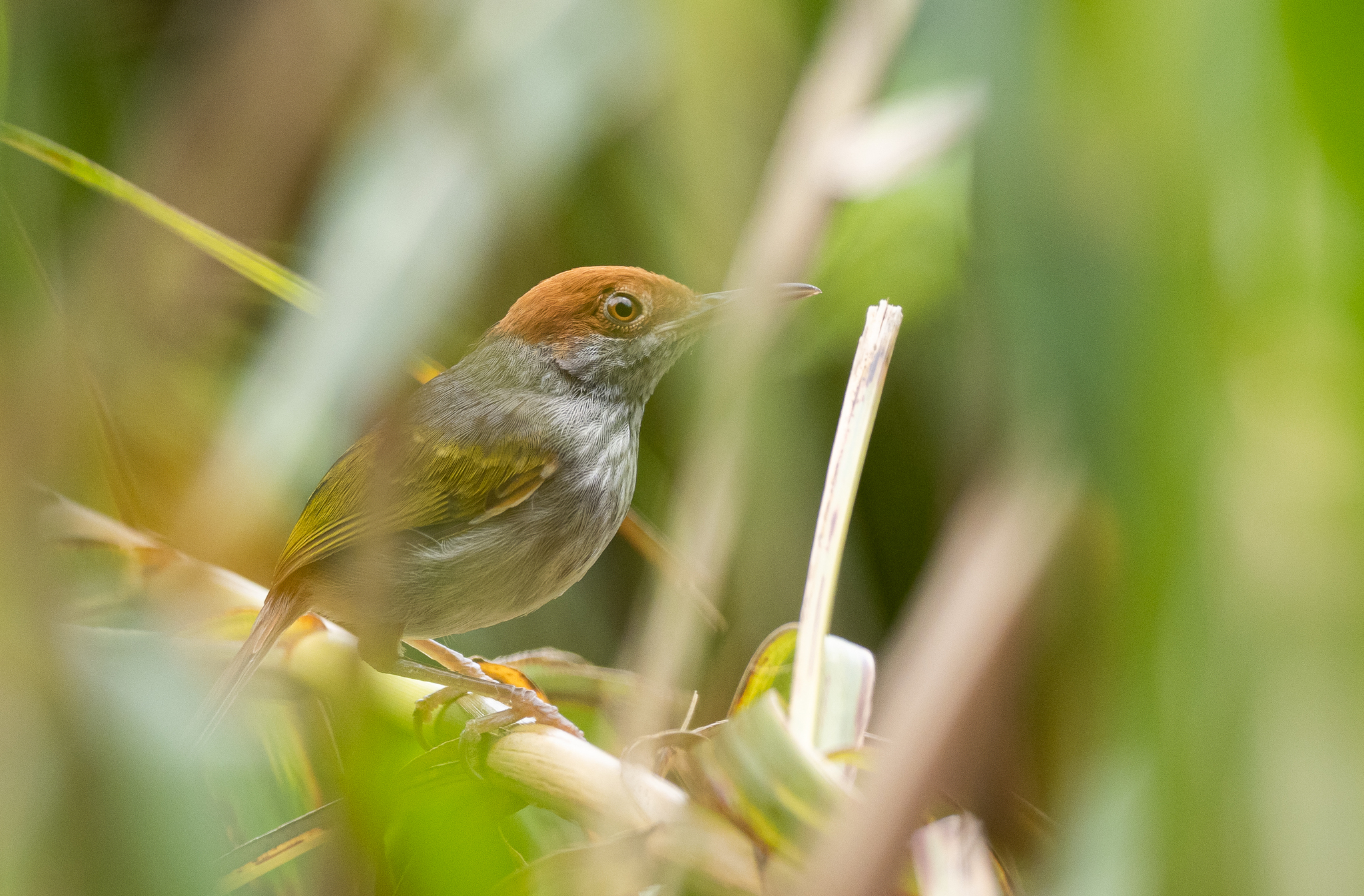 Grey-backed Tailorbird (Orthotomus derbianus), photo 9
