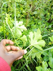 Alcea rosea