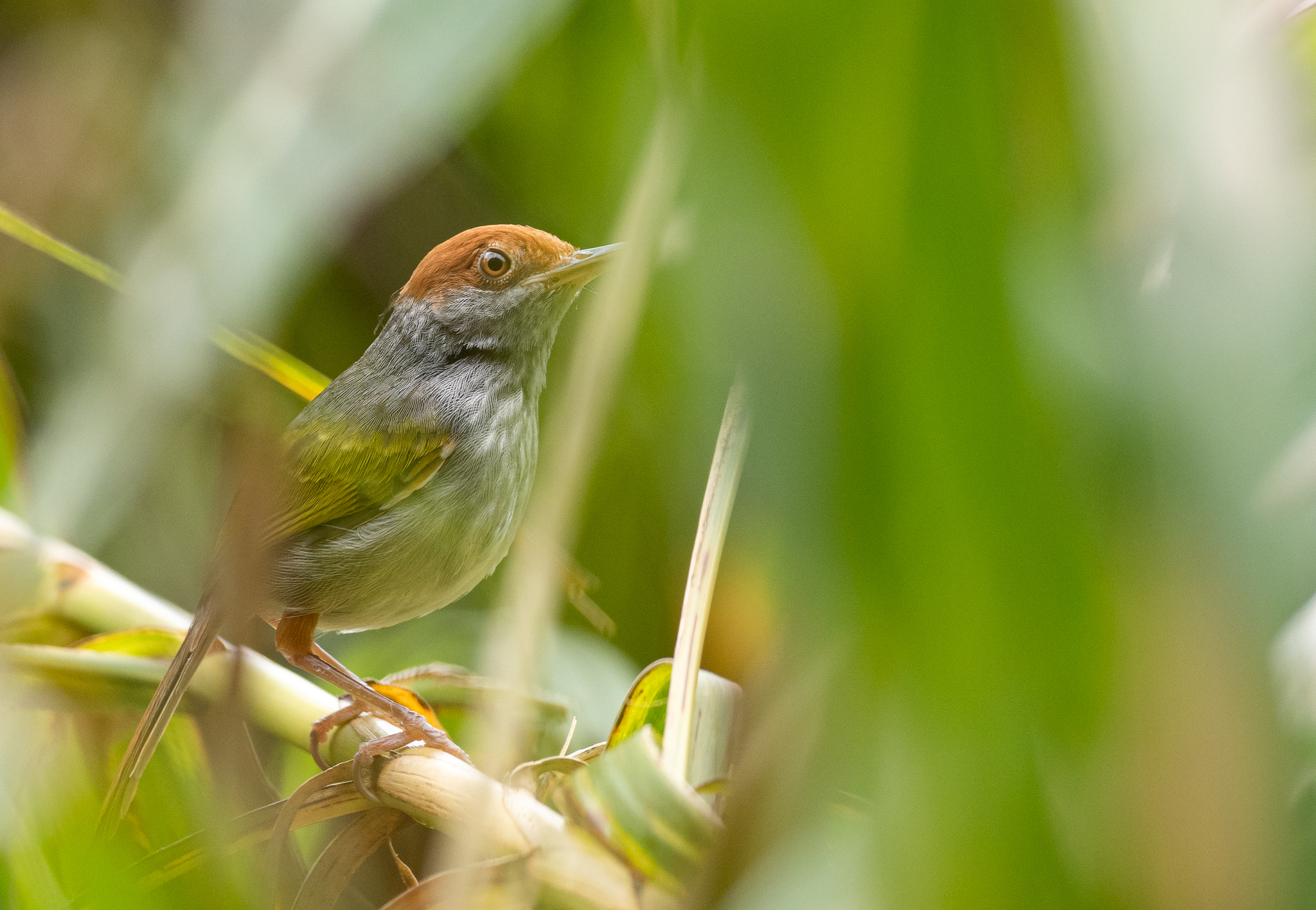 Grey-backed Tailorbird (Orthotomus derbianus), photo 10