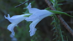 Gladiolus mutabilis
