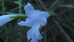 Gladiolus mutabilis