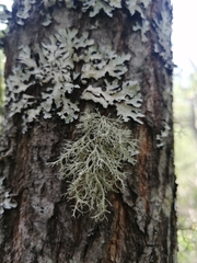 Ramalina vogulica