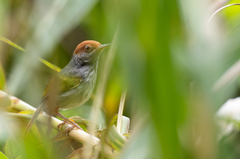 Orthotomus derbianus