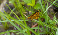 Taractrocera luzonensis