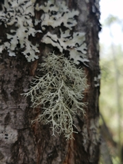 Ramalina vogulica