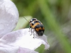 Cryptocephalus trifasciatus