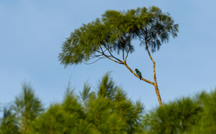 Eurystomus orientalis