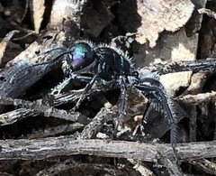 Calomyrmex purpureus
