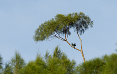 Eurystomus orientalis