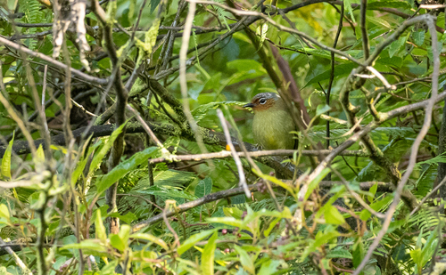 Chestnut-faced Babbler (Zosterornis whiteheadi), photo 2