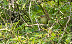 Zosterornis whiteheadi