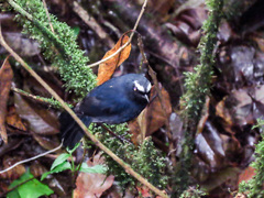 Brachypteryx cruralis