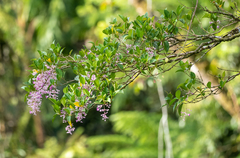 Medinilla mindorensis
