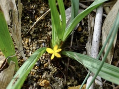 Curculigo orchioides