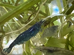 Neocaridina