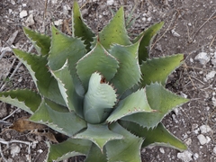 Agave potatorum