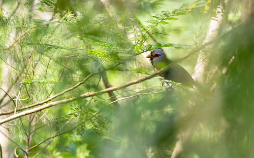 Scale-feathered Malkoha (Dasylophus cumingi), photo 7