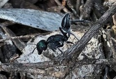 Calomyrmex purpureus