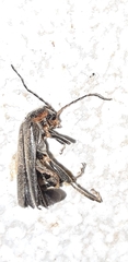 Cantharis fusca