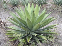 Agave lyobaa