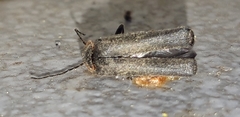 Cantharis fusca