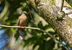 Phapitreron leucotis
