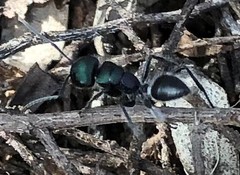 Calomyrmex purpureus