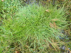 Juncus dregeanus