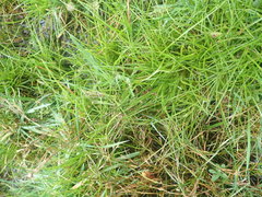 Juncus dregeanus
