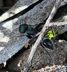 Calomyrmex purpureus