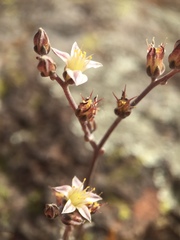 Dudleya attenuata attenuata