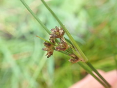 Juncus dregeanus